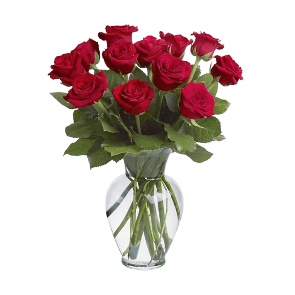 دوازده شاخه گل رز هلندی