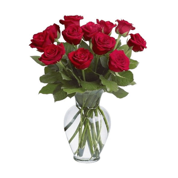 دوازده شاخه گل رز هلندی